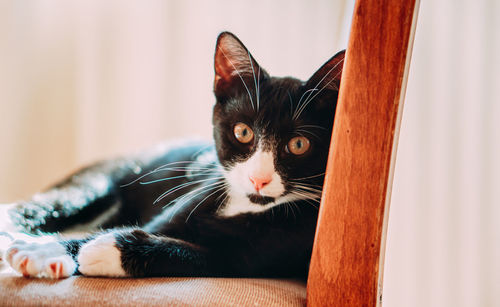 Close-up of a cat looking away