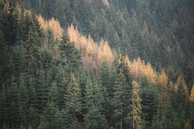 Pine trees in forest during autumn