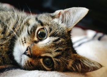 Close-up portrait of a cat