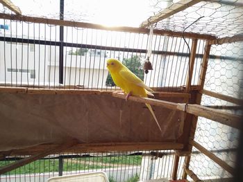 Close-up of bird perching in cage