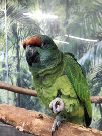 Close-up of parrot perching on branch in zoo