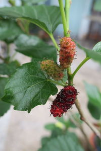 Close-up of red berries on plant