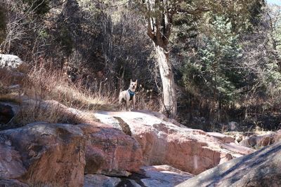 Rear view of man with dog on rock