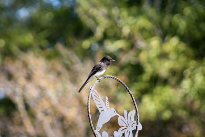 Close-up of bird perching on plant