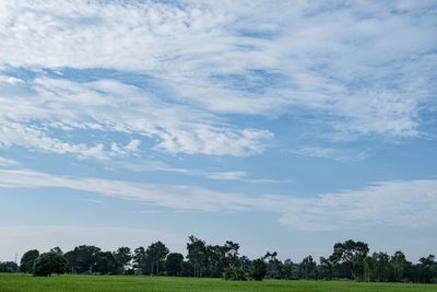 Trees on field against sky