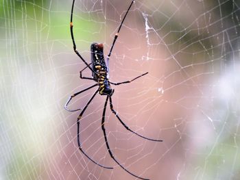 Close-up of spider on web
