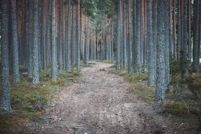 Footpath amidst trees in forest