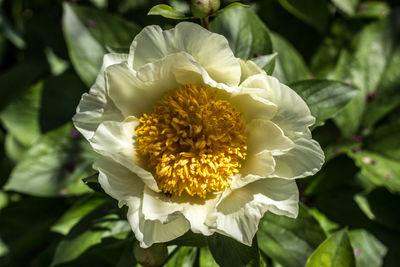 Close-up of white flowers blooming outdoors