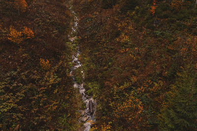 High angle view of trees and plants in forest