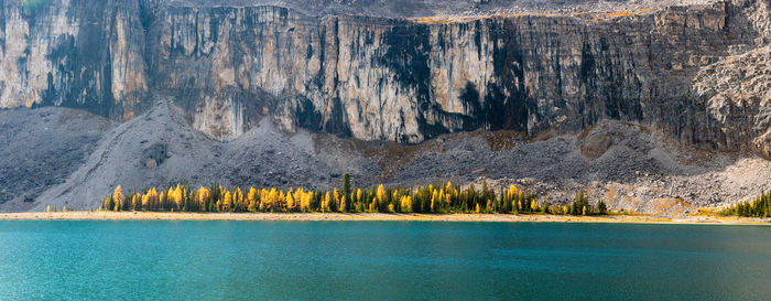 Golden larch grove along alpine lake shore in canadian rockies