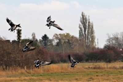 Birds flying in the sky