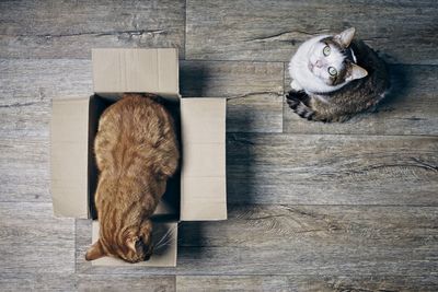 Two cats playing with a cardboard box seen from high angle view on wooden background. 