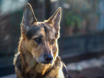Close-up portrait of dog