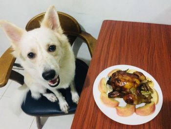 High angle view of dog on table at home