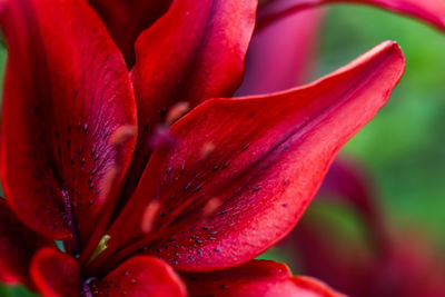 Close-up of pink flower