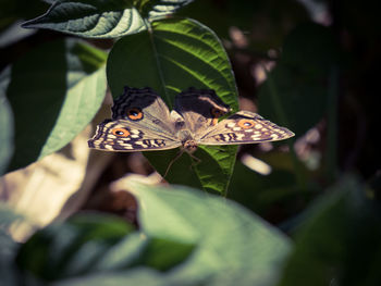 Close-up of butterfly on leaves