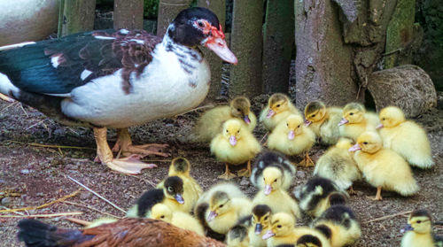 Close-up of ducklings in park