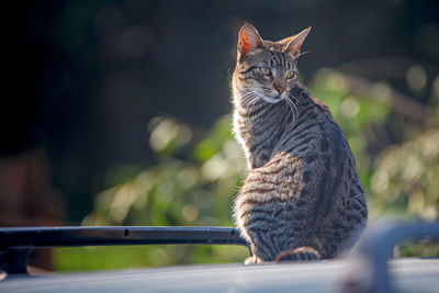 Close-up of cat looking away