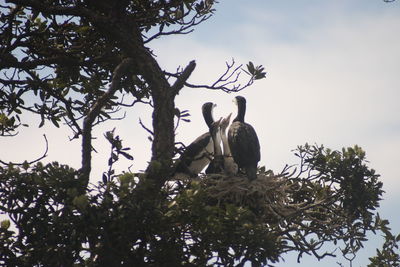 Low angle view of birds perching on tree against sky