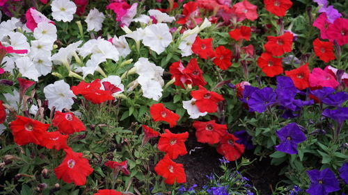 Close-up of red flowers