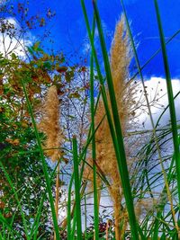 Low angle view of trees against blue sky