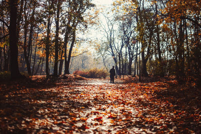 Rear view of man walking on autumn leaves in forest