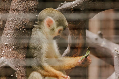 Close-up of monkey in zoo