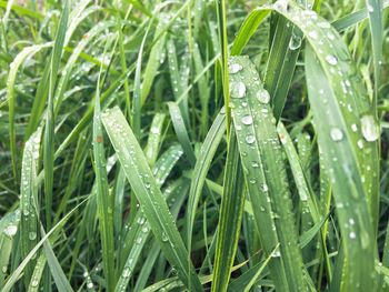 Close-up of wet grass