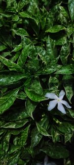 Full frame shot of flowering plant