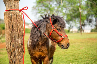 Foal tied to wooden post at farm