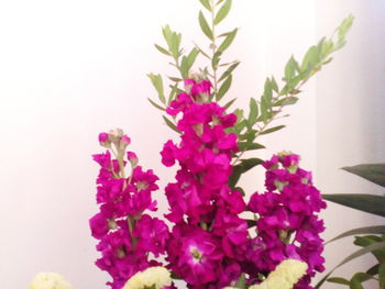 Close-up of pink bougainvillea blooming against sky