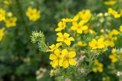 Close-up of yellow flowering plant on field