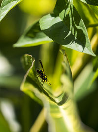 Close-up of insect on leaf