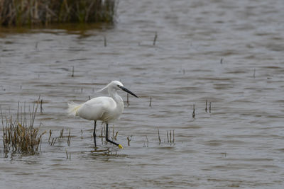 View of birds in lake