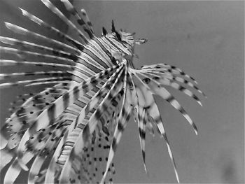 Close-up of feather on plant against trees