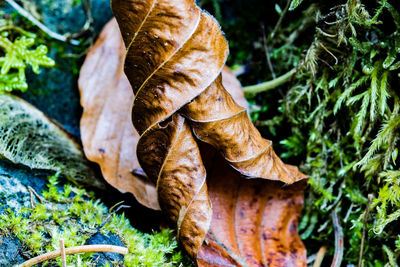 Close-up of dried plant on field