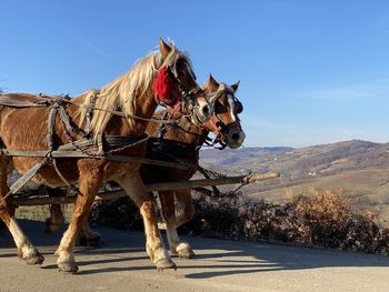 View of a horse cart against the sky