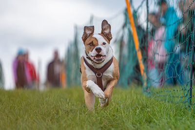 Dog running on field