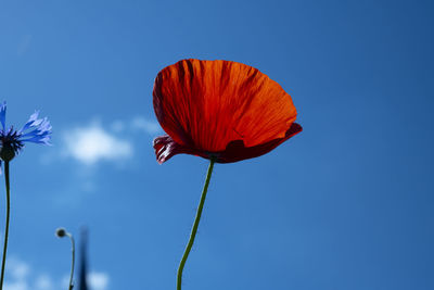 Low angle view of red flowering plant against blue sky