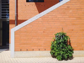 Plant growing on brick wall