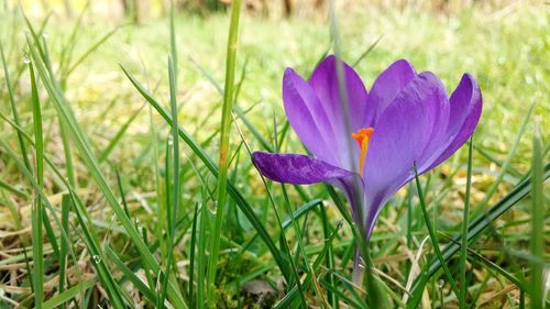 Close-up of purple flowers blooming in field