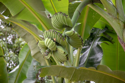 Low angle view of banana tree