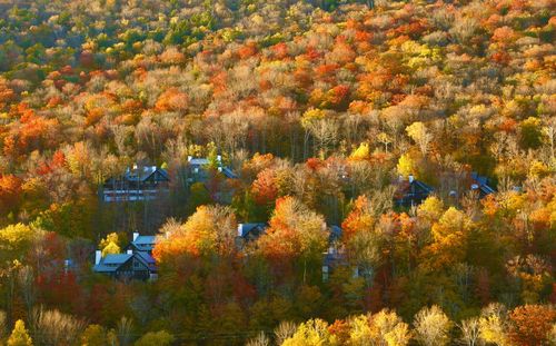 High angle view of trees during autumn