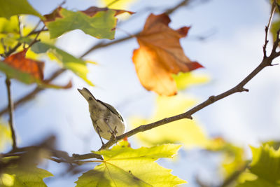 Low angle view of bird on tree against sky