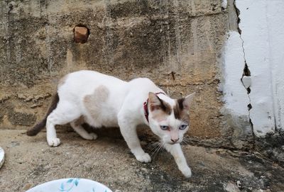 Portrait of cat standing against wall