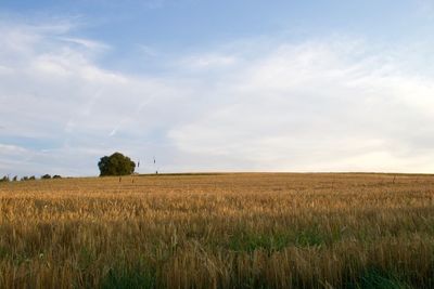 Scenic view of field against sky