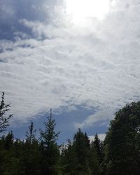 Low angle view of trees against sky