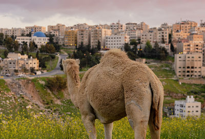 View of a city on a field