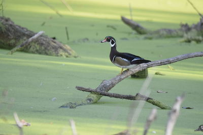 Bird perching on a lake