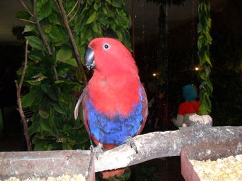 Close-up of bird perching on tree